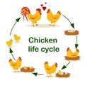 Educational vector illustration on the topic of Chicken life cycle. From egg to adult chicken. Royalty Free Stock Photo